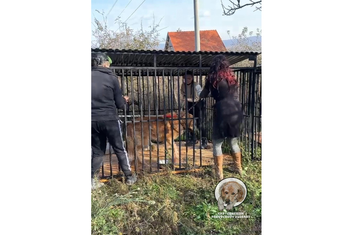 FOTO: Majiteľka držala svojich psov v hrozných podmienkach. Po rokoch jej ich konečne odobrali, foto 9