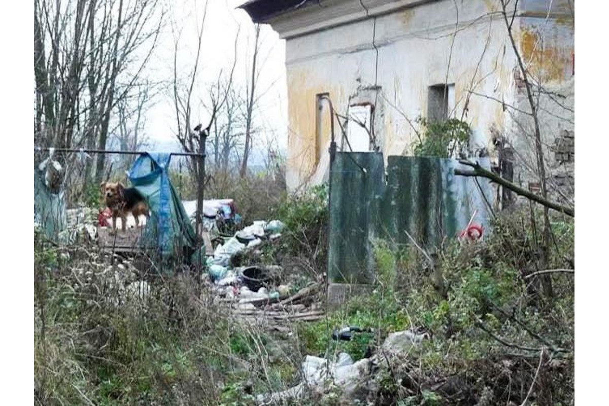 FOTO: Majiteľka držala svojich psov v hrozných podmienkach. Po rokoch jej ich konečne odobrali, foto 11