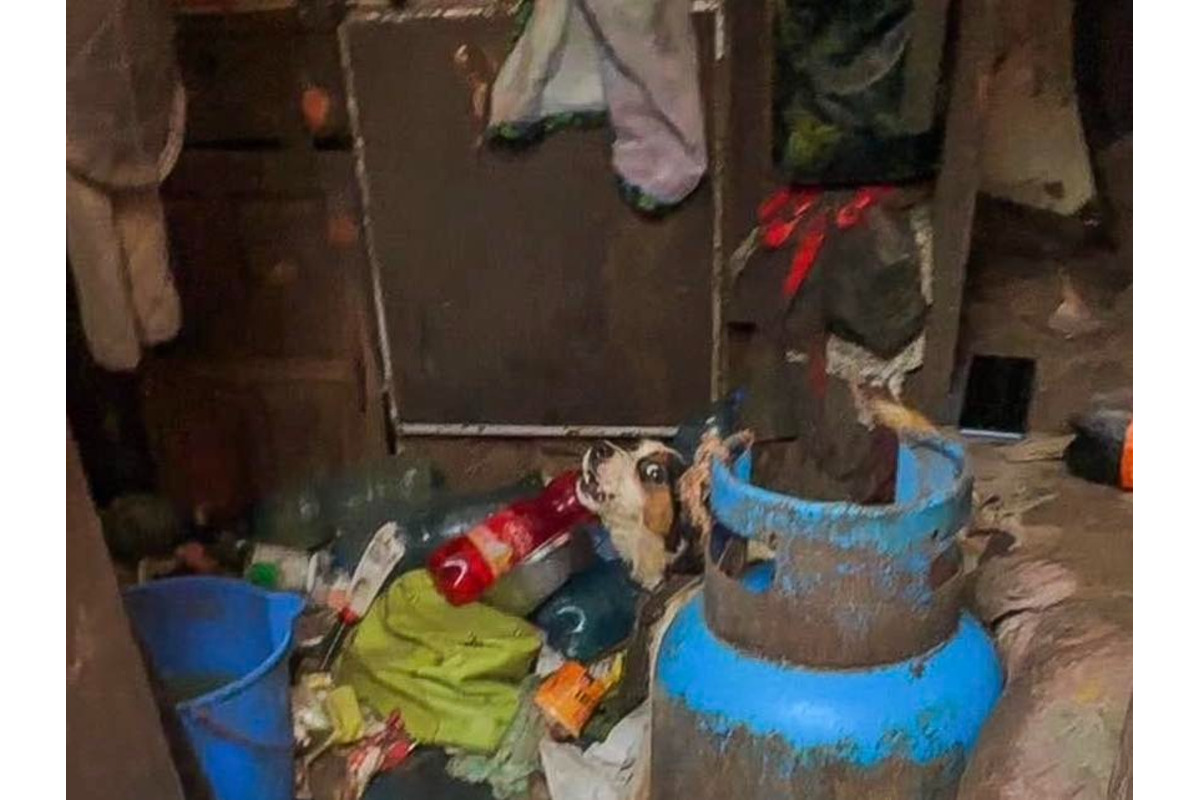 FOTO: Majiteľka držala svojich psov v hrozných podmienkach. Po rokoch jej ich konečne odobrali, foto 12