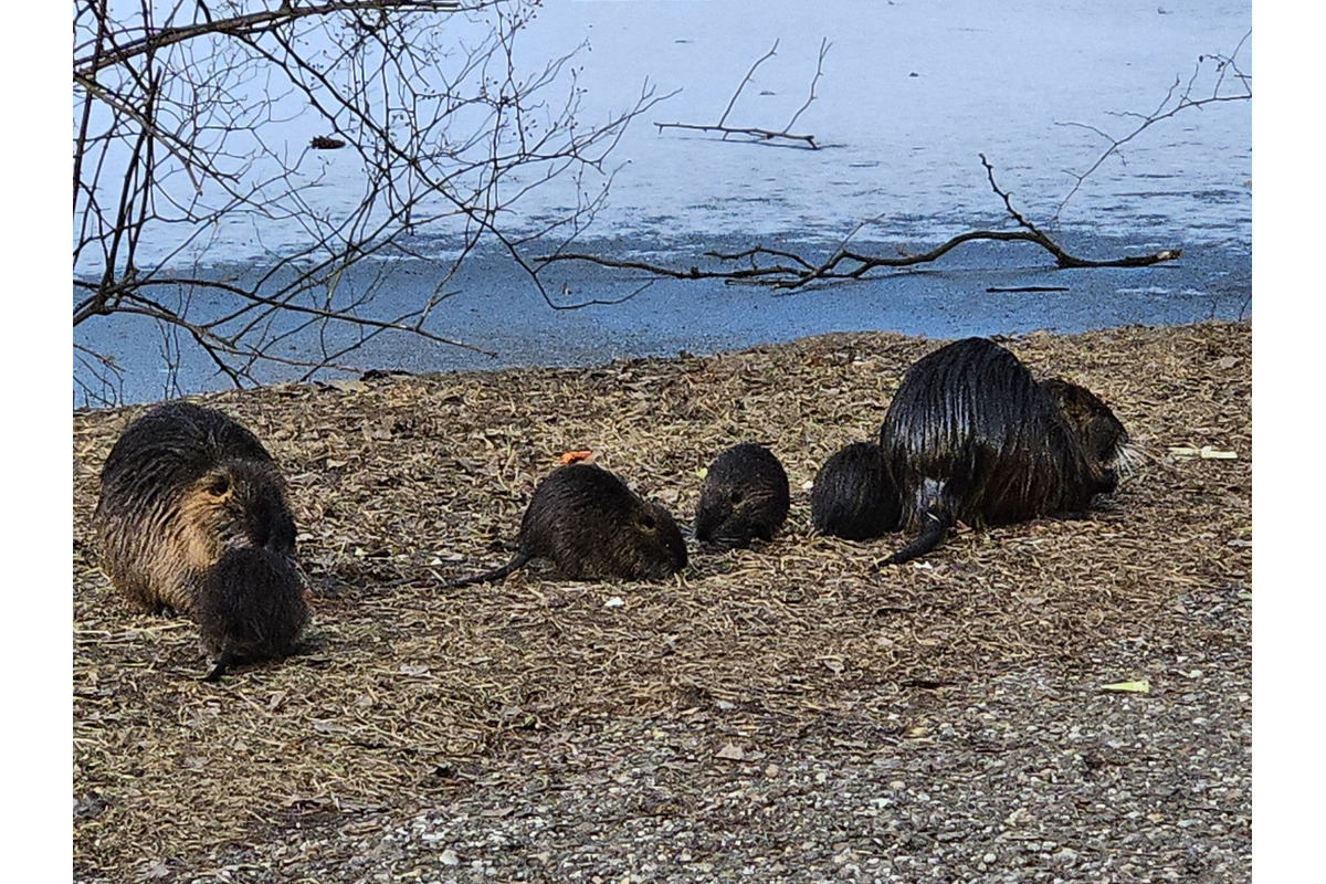 FOTO: V Nitre sa opäť rozmohli nutrie, predstavujú hrozbu pre náš ekosystém, foto 1