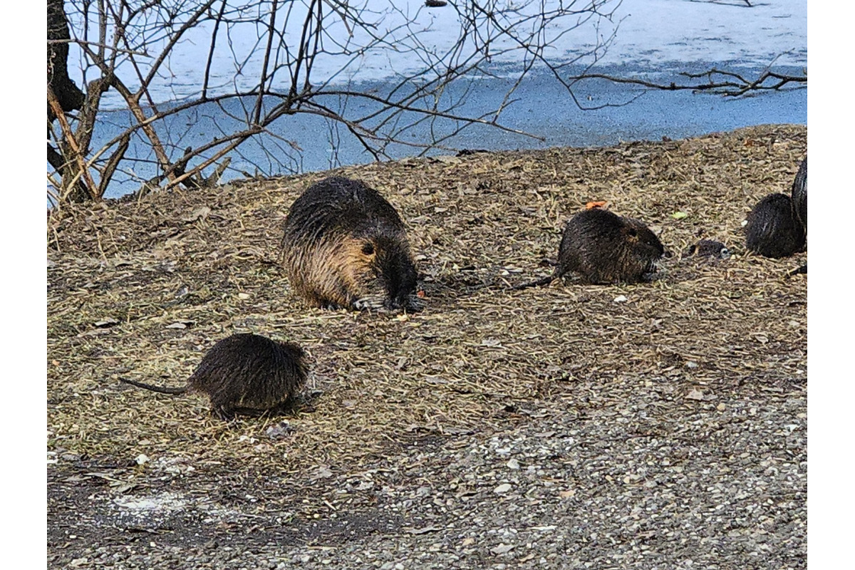 FOTO: V Nitre sa opäť rozmohli nutrie, predstavujú hrozbu pre náš ekosystém, foto 3