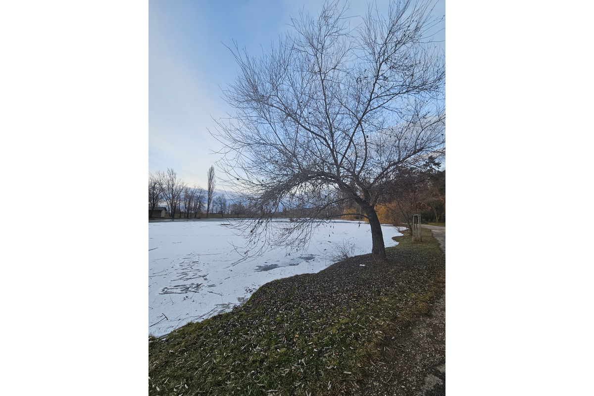 FOTO: V Nitre sa opäť rozmohli nutrie, predstavujú hrozbu pre náš ekosystém, foto 4