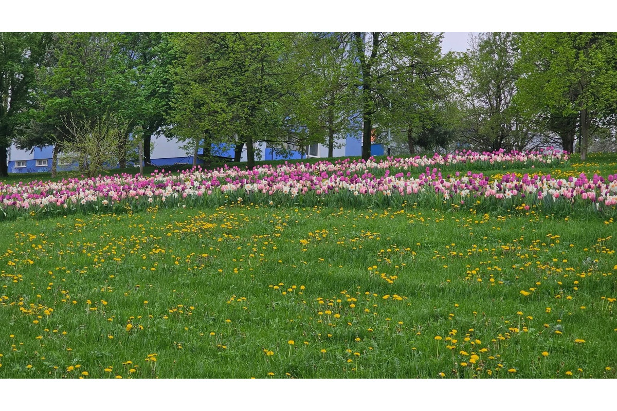 FOTO: Na Mikovíniho v Nitre to zakvitlo, pestrofarebnú výsadbu kvetín chodia obdivovať ľudia z celého mesta, foto 1