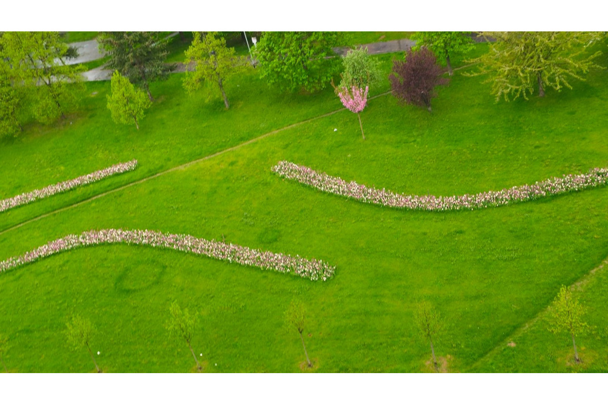 FOTO: Na Mikovíniho v Nitre to zakvitlo, pestrofarebnú výsadbu kvetín chodia obdivovať ľudia z celého mesta, foto 2