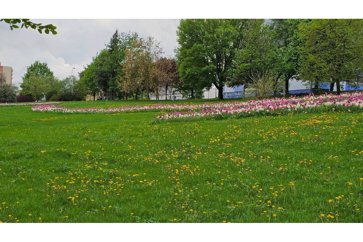 FOTO: Na Mikovíniho v Nitre to zakvitlo, pestrofarebnú výsadbu kvetín chodia obdivovať ľudia z celého mesta, foto 3