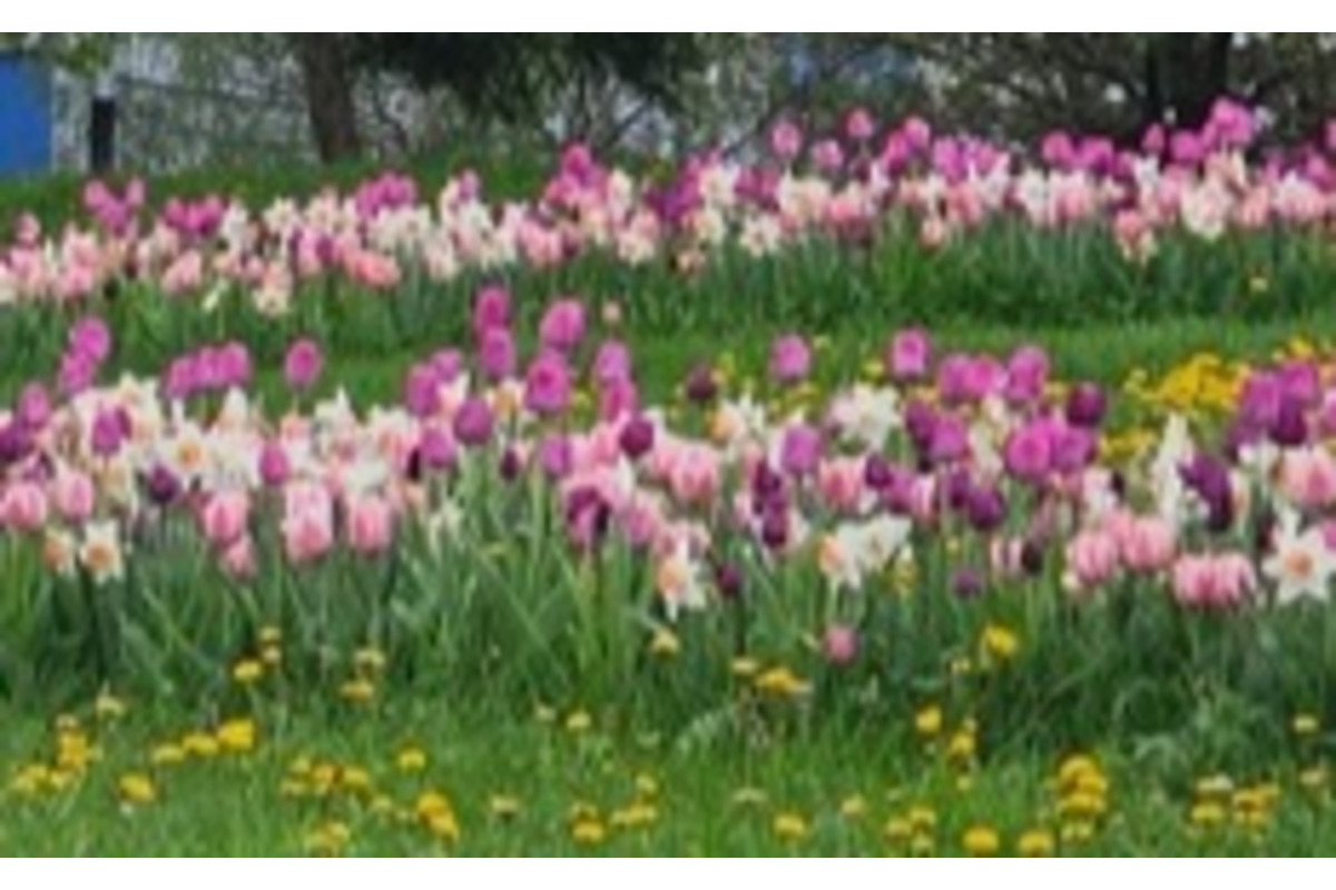 FOTO: Na Mikovíniho v Nitre to zakvitlo, pestrofarebnú výsadbu kvetín chodia obdivovať ľudia z celého mesta, foto 4