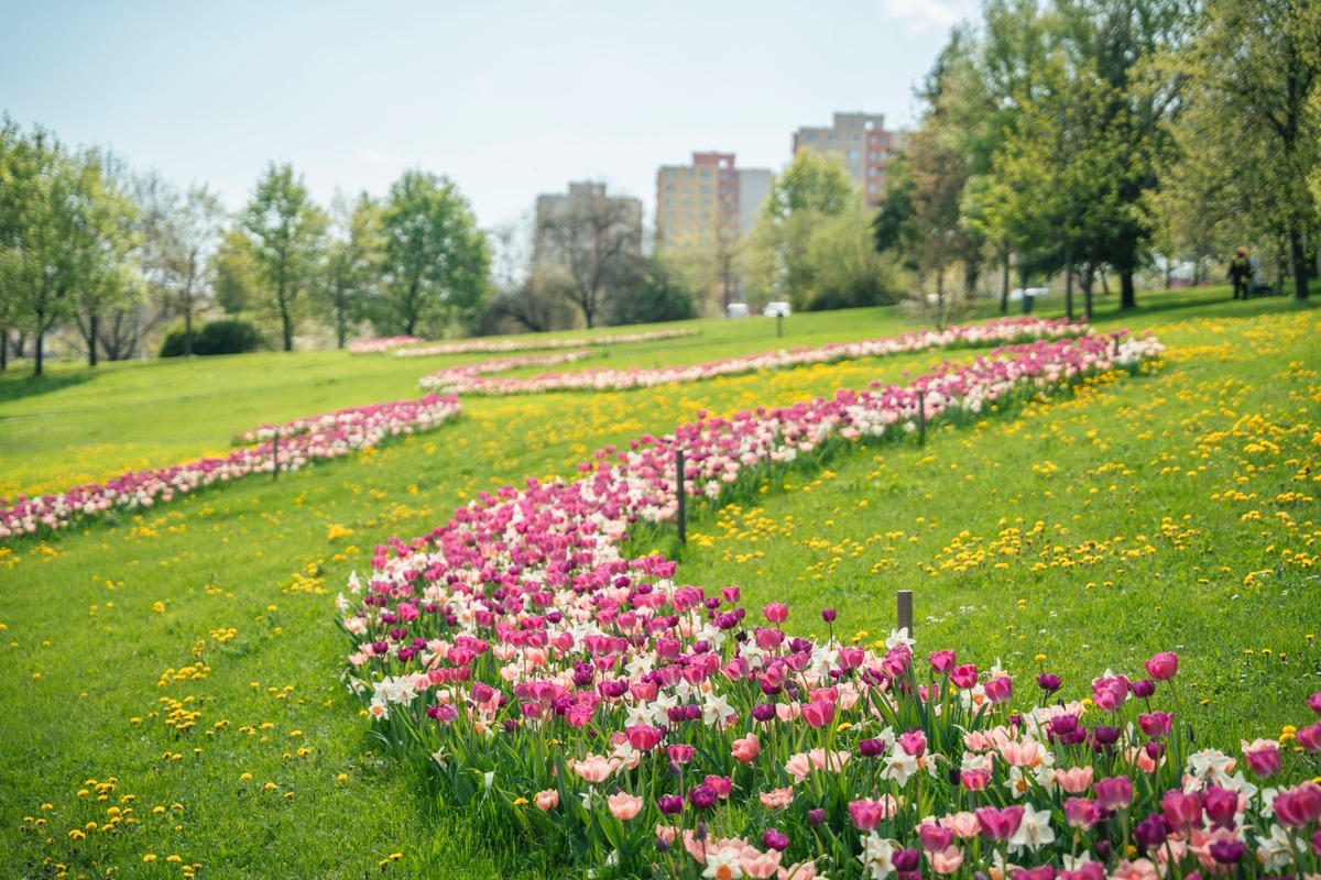 FOTO: Nitrianska Klokočina rozkvitla do krásy. Mnohí sa tam chodia fotiť, foto 1