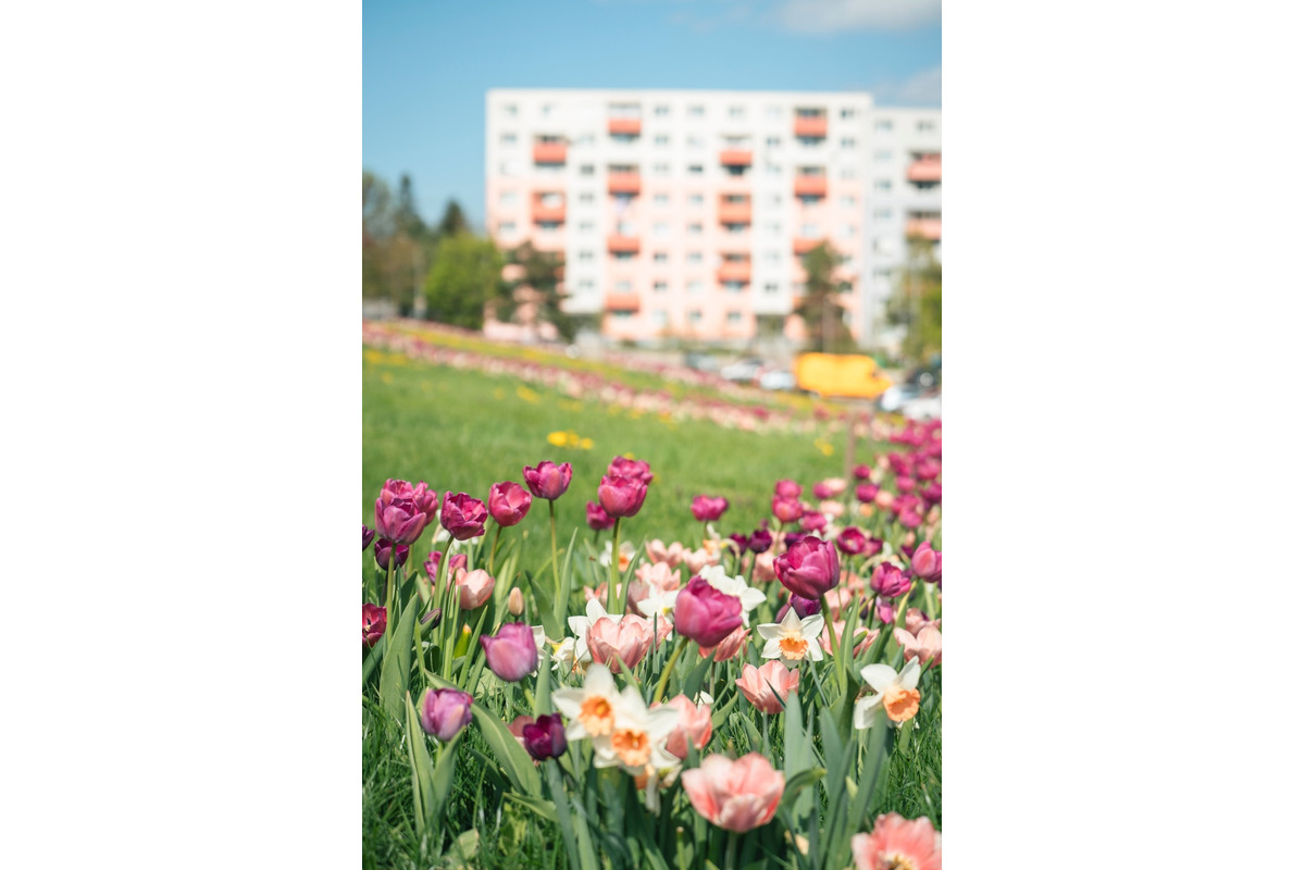 FOTO: Nitrianska Klokočina rozkvitla do krásy. Mnohí sa tam chodia fotiť, foto 4