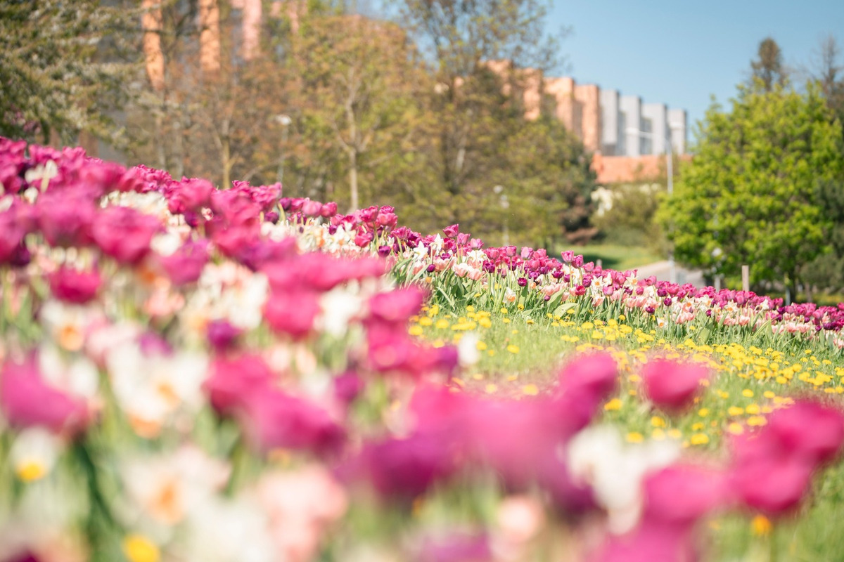 FOTO: Nitrianska Klokočina rozkvitla do krásy. Mnohí sa tam chodia fotiť, foto 5