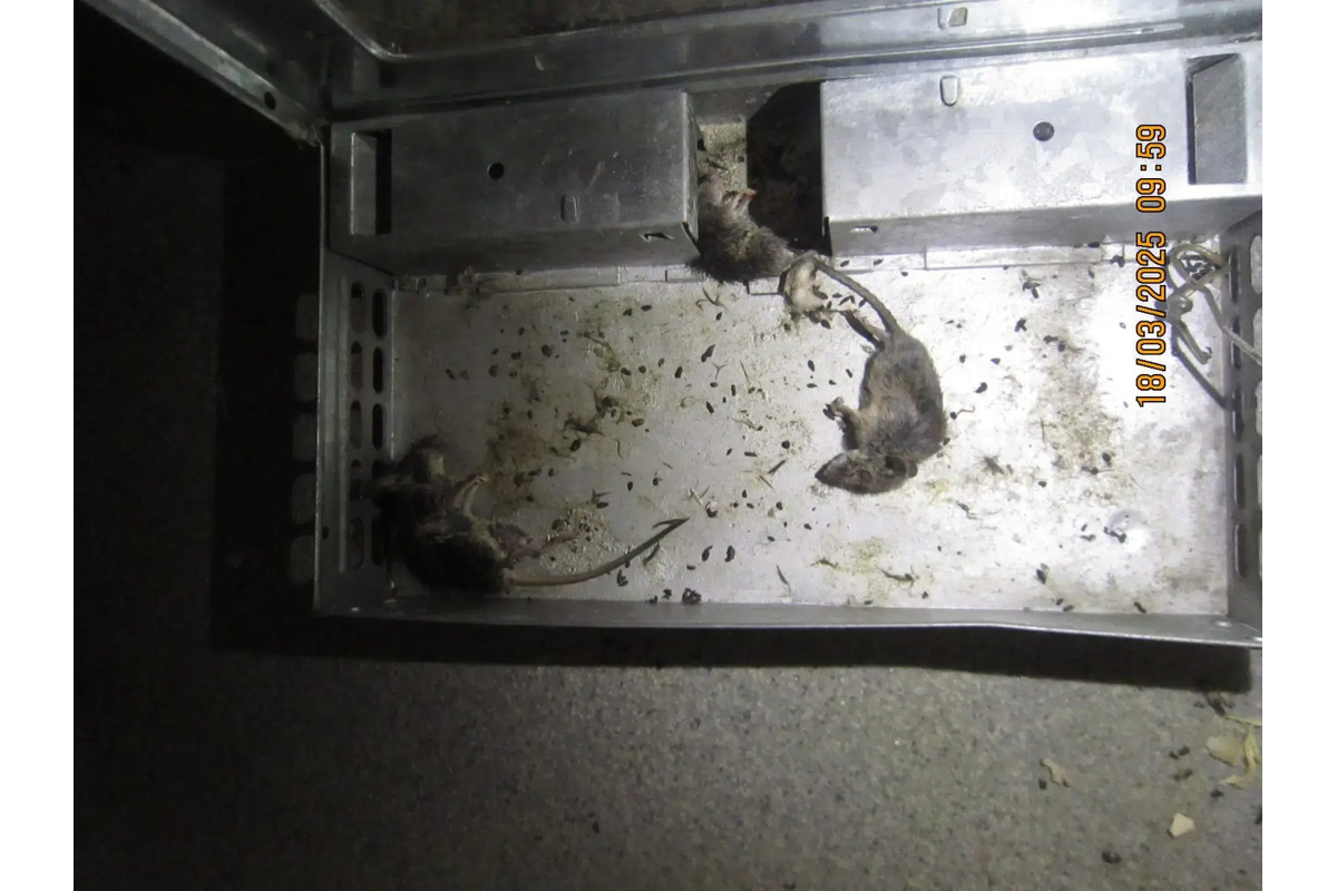 FOTO: Zábery z obchodov, ktoré nechcete vidieť. Pleseň, výkaly aj uhynuté hlodavce, foto 5