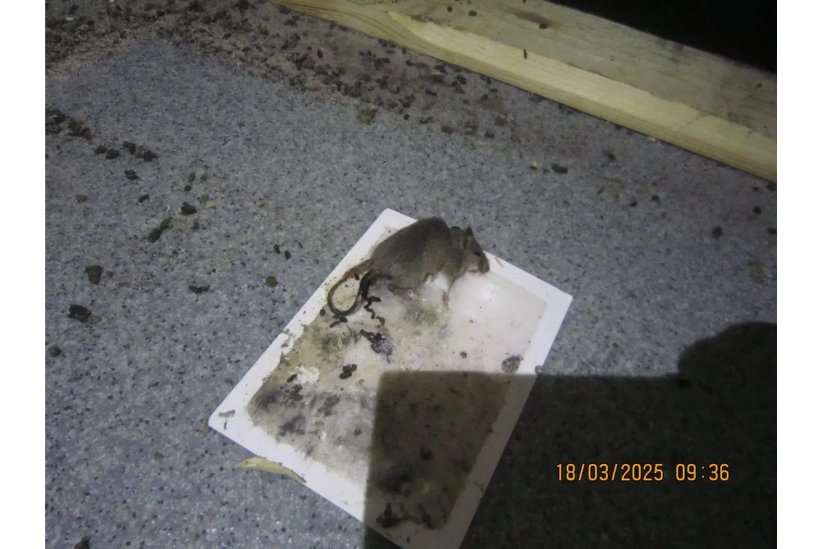 FOTO: Zábery z obchodov, ktoré nechcete vidieť. Pleseň, výkaly aj uhynuté hlodavce, foto 6