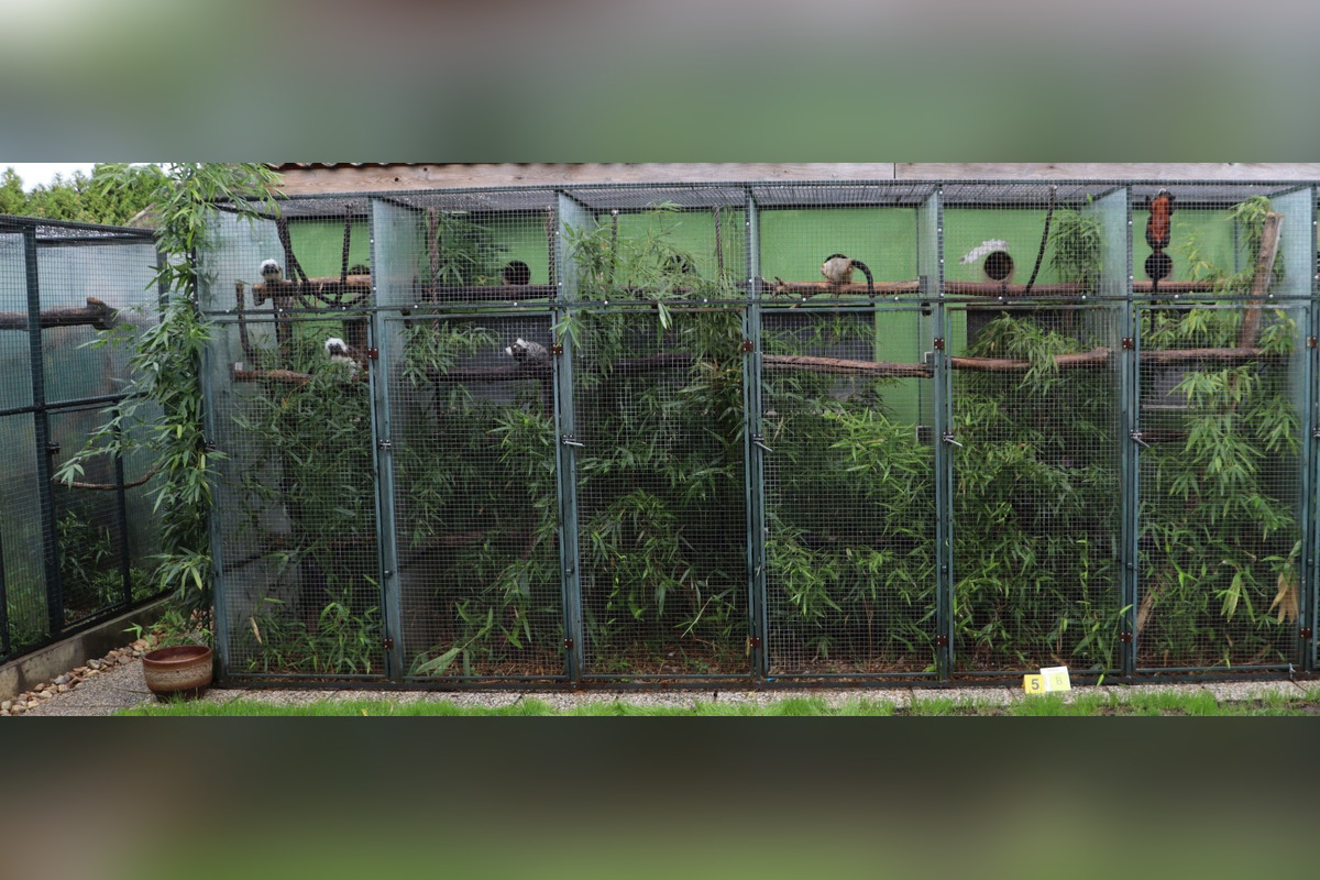 FOTO: Ohrozené opice vo voliére v Nitre? Muži čelia obvineniam z nelegálneho chovu vzácnych opíc, hrozí im až 5 rokov, foto 2