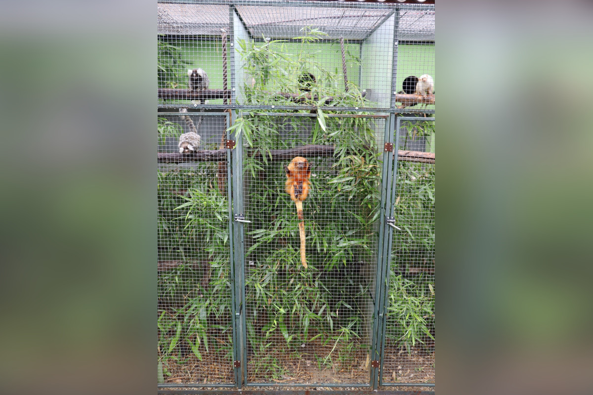 FOTO: Ohrozené opice vo voliére v Nitre? Muži čelia obvineniam z nelegálneho chovu vzácnych opíc, hrozí im až 5 rokov, foto 1