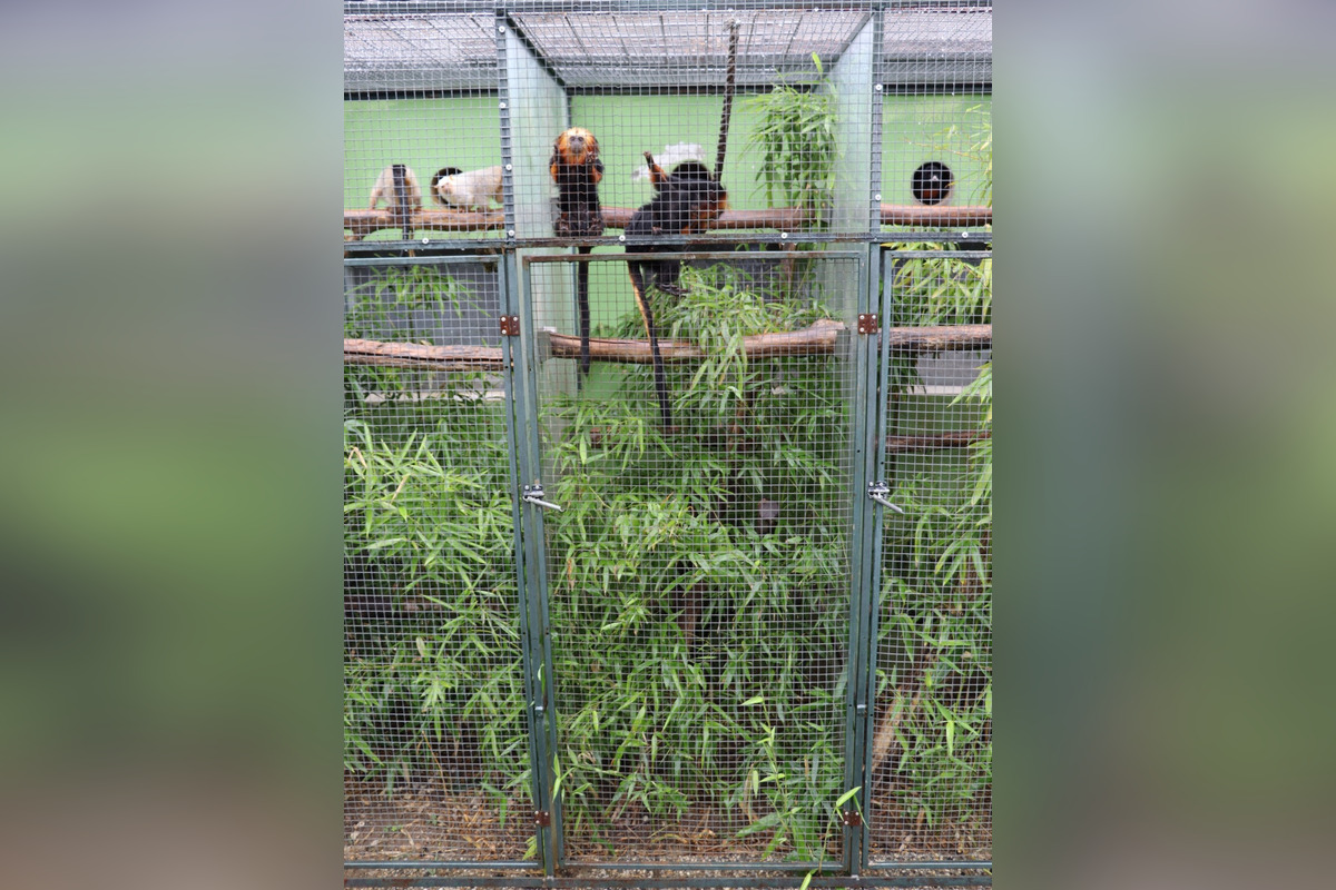 FOTO: Ohrozené opice vo voliére v Nitre? Muži čelia obvineniam z nelegálneho chovu vzácnych opíc, hrozí im až 5 rokov, foto 3