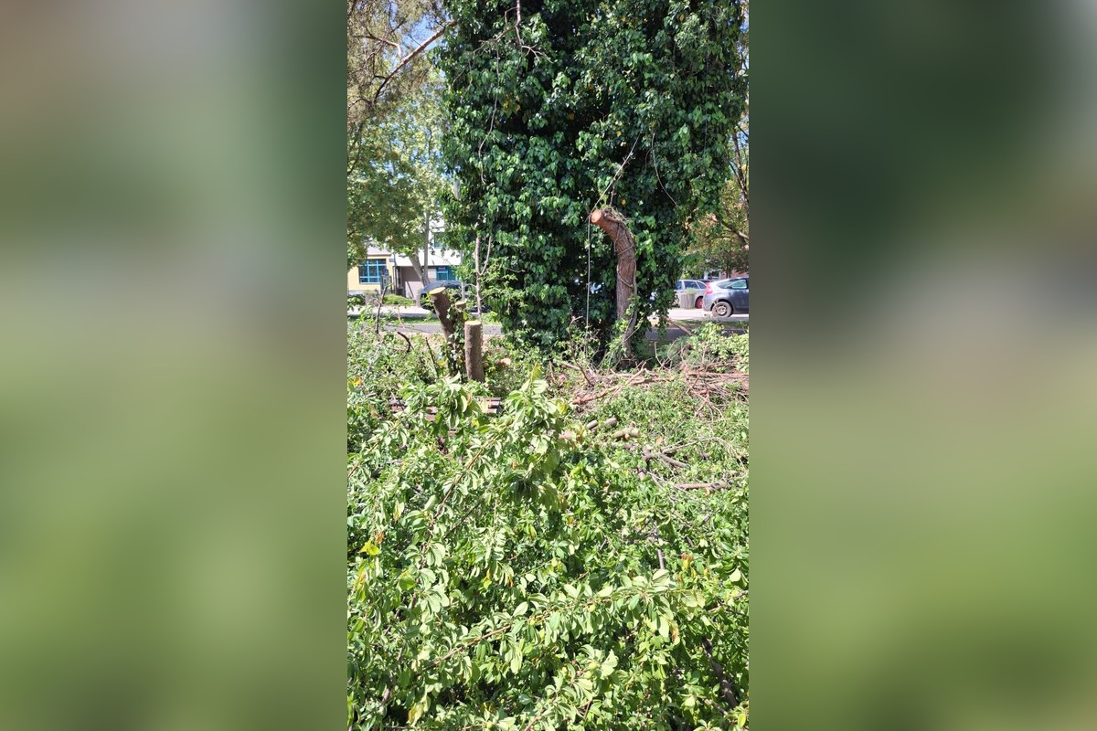FOTO: Priestor pred VÚB bankou v Šali opeknie. Vyrúbané stromy nahradia nové, opravia aj chodník, foto 8