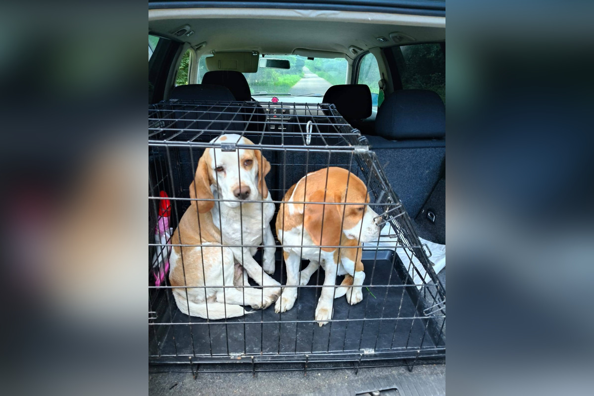 FOTO: Mladíci zachránili pri Skýcove dvoch psov, zatúlali sa v lese a už nevládali ani chodiť, foto 1