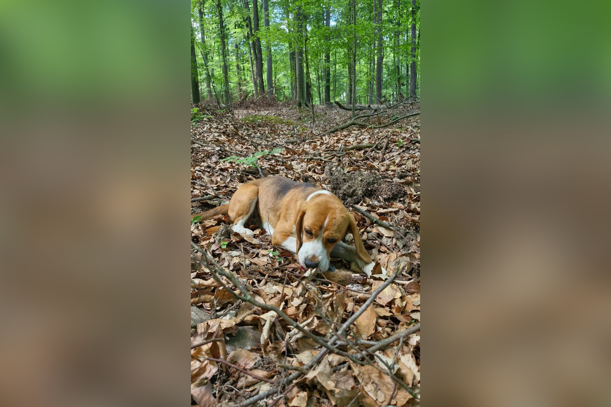 FOTO: Mladíci zachránili pri Skýcove dvoch psov, zatúlali sa v lese a už nevládali ani chodiť, foto 3