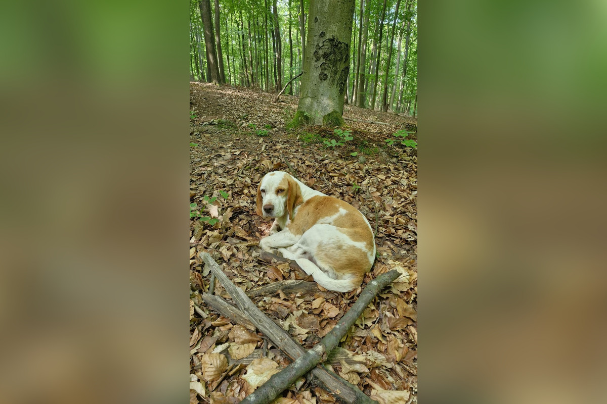 FOTO: Mladíci zachránili pri Skýcove dvoch psov, zatúlali sa v lese a už nevládali ani chodiť, foto 4