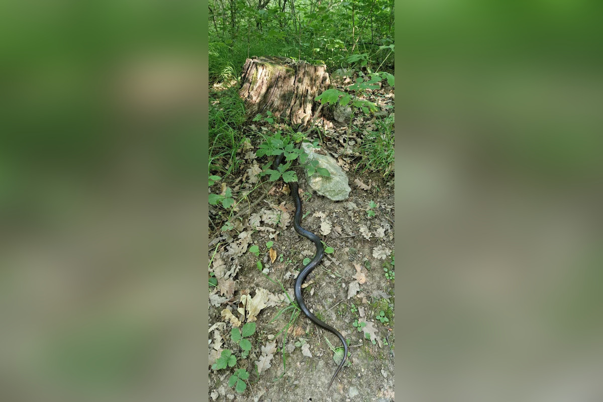 FOTO: Had pod Zoborom vyvolal rozruch: Objavil sa dokonca aj v dome. Obyvatelia sa zhodujú nad ochran, foto 1