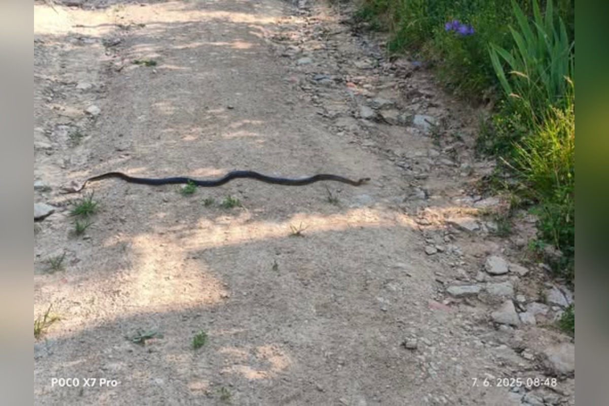 FOTO: Had pod Zoborom vyvolal rozruch: Objavil sa dokonca aj v dome. Obyvatelia sa zhodujú nad ochran, foto 2