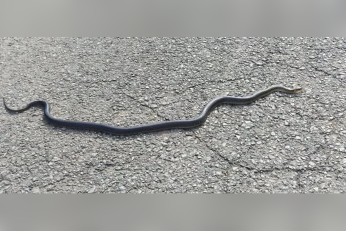 FOTO: Had pod Zoborom vyvolal rozruch: Objavil sa dokonca aj v dome. Obyvatelia sa zhodujú nad ochran, foto 3