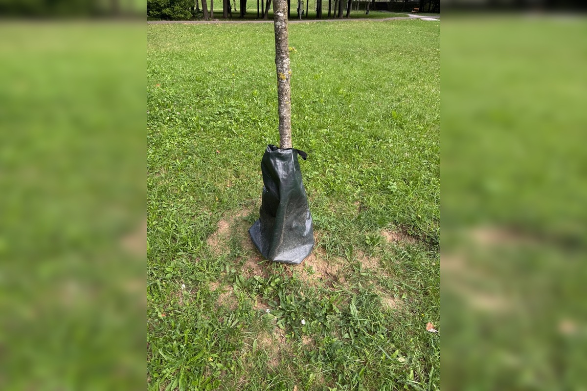 FOTO: Závlahové vaky v Nitre: Sú prázdne a nikto ich neplní? Rozpútala sa živá diskusia, obyvatelia volajú po riešení, foto 3