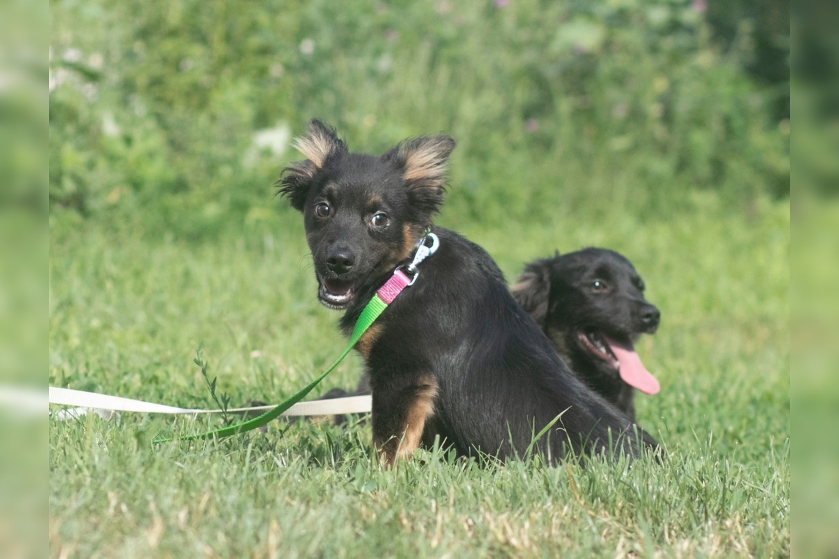 FOTO: Zatúlané psíky v Šali hľadajú nových dobrovoľníkov, ktorí milujú zvieratá a chcú sa o ne starať, foto 1