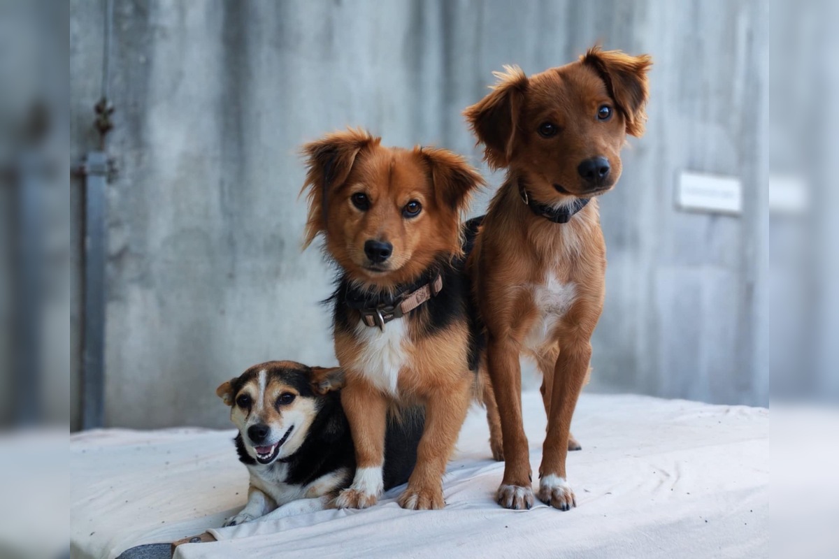 FOTO: Zatúlané psíky v Šali hľadajú nových dobrovoľníkov, ktorí milujú zvieratá a chcú sa o ne starať, foto 2