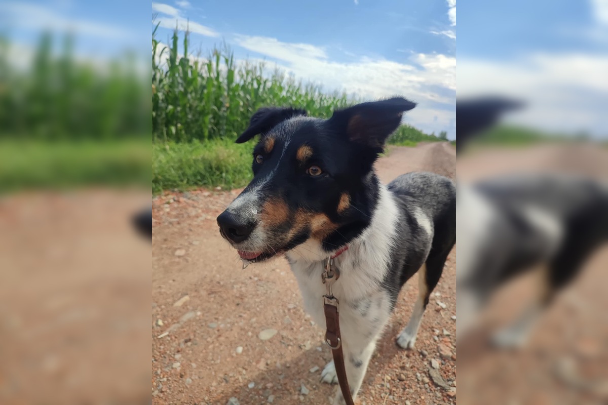 FOTO: Zatúlané psíky v Šali hľadajú nových dobrovoľníkov, ktorí milujú zvieratá a chcú sa o ne starať, foto 3