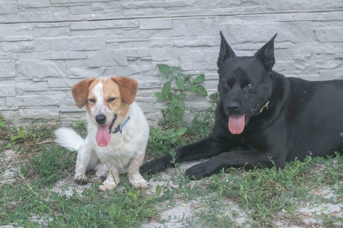 FOTO: Zatúlané psíky v Šali hľadajú nových dobrovoľníkov, ktorí milujú zvieratá a chcú sa o ne starať, foto 4