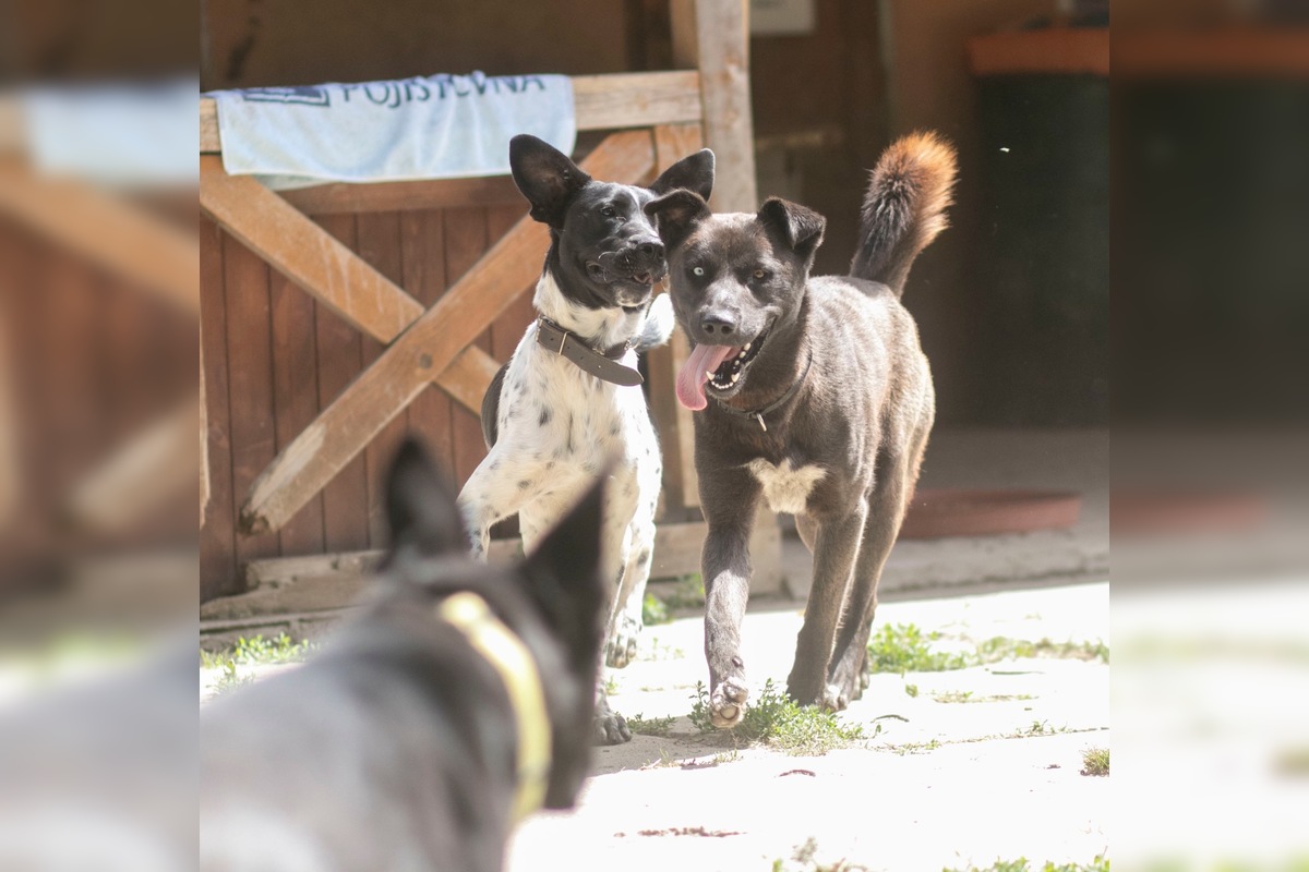 FOTO: Zatúlané psíky v Šali hľadajú nových dobrovoľníkov, ktorí milujú zvieratá a chcú sa o ne starať, foto 5