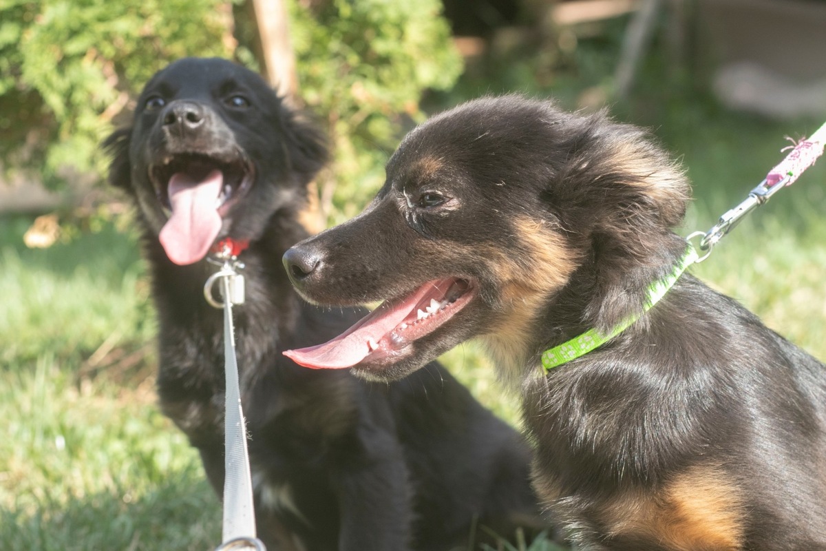 FOTO: Zatúlané psíky v Šali hľadajú nových dobrovoľníkov, ktorí milujú zvieratá a chcú sa o ne starať, foto 6
