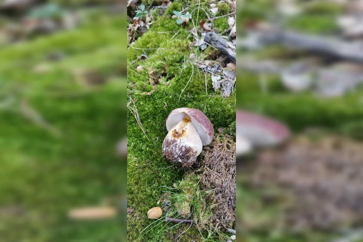 FOTO: Hubári z okresu Topoľčany sa chvália svojimi úlovkami. Pozrite, čo všetko našli, foto 1