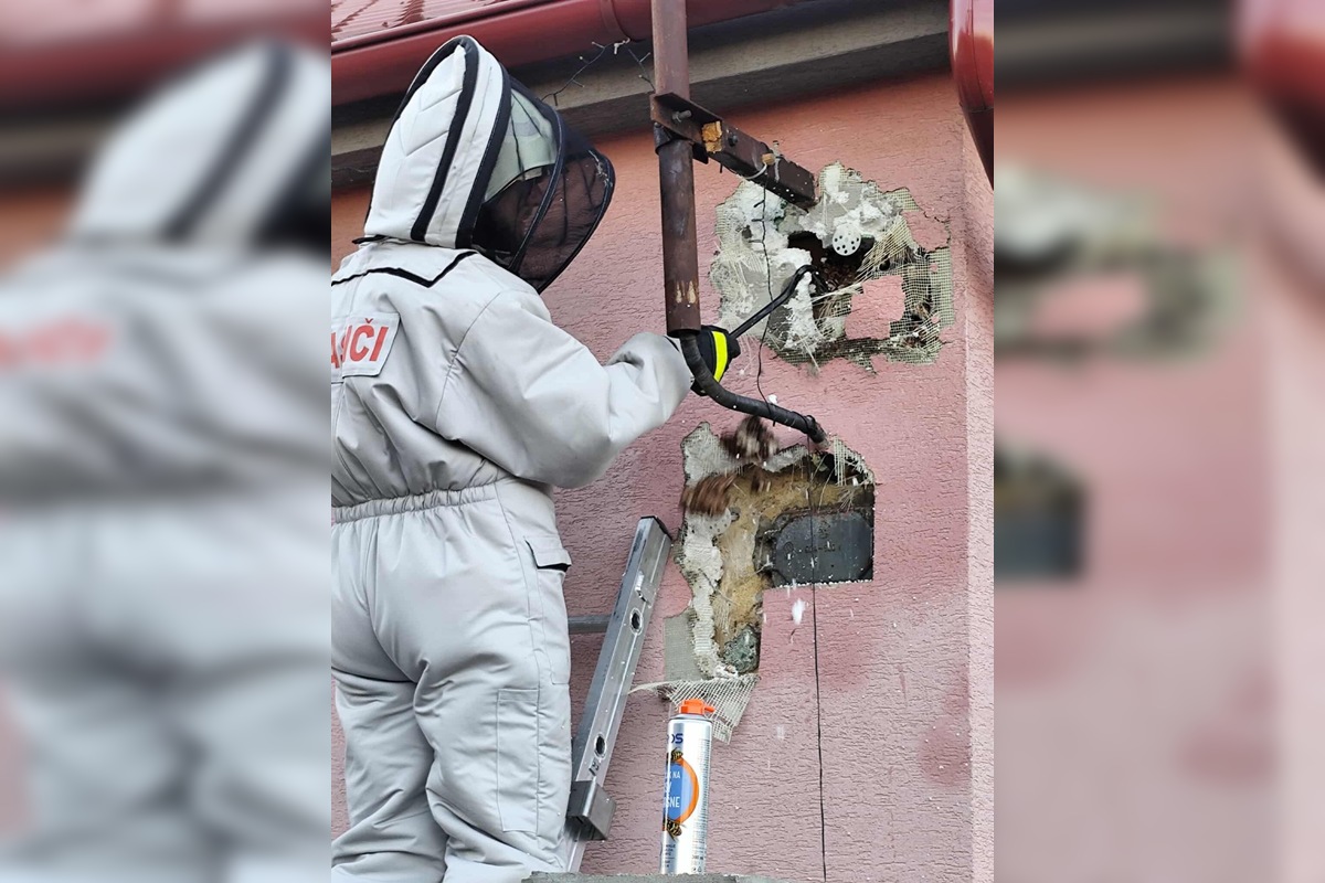 FOTO: Hájske varuje pred sršňami, hniezda sa ukrývali pod strechou aj fasádou, foto 1