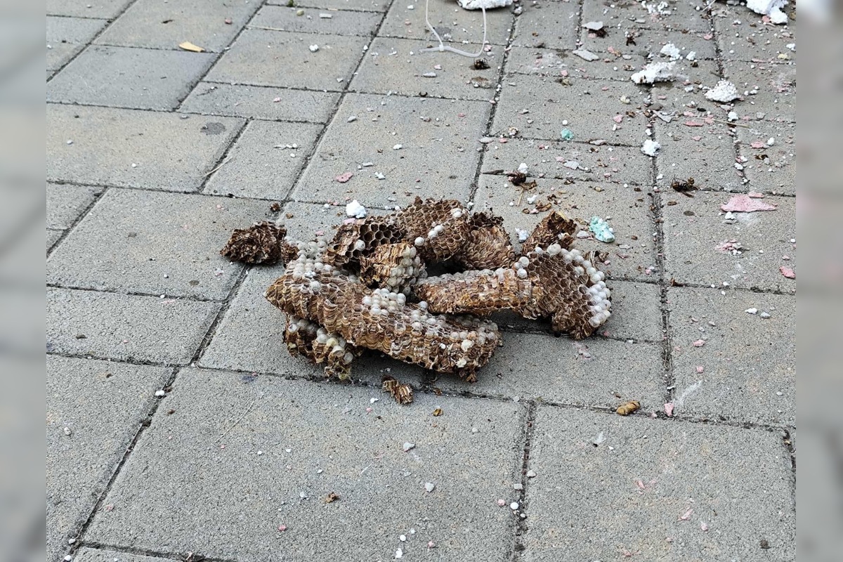 FOTO: Hájske varuje pred sršňami, hniezda sa ukrývali pod strechou aj fasádou, foto 2
