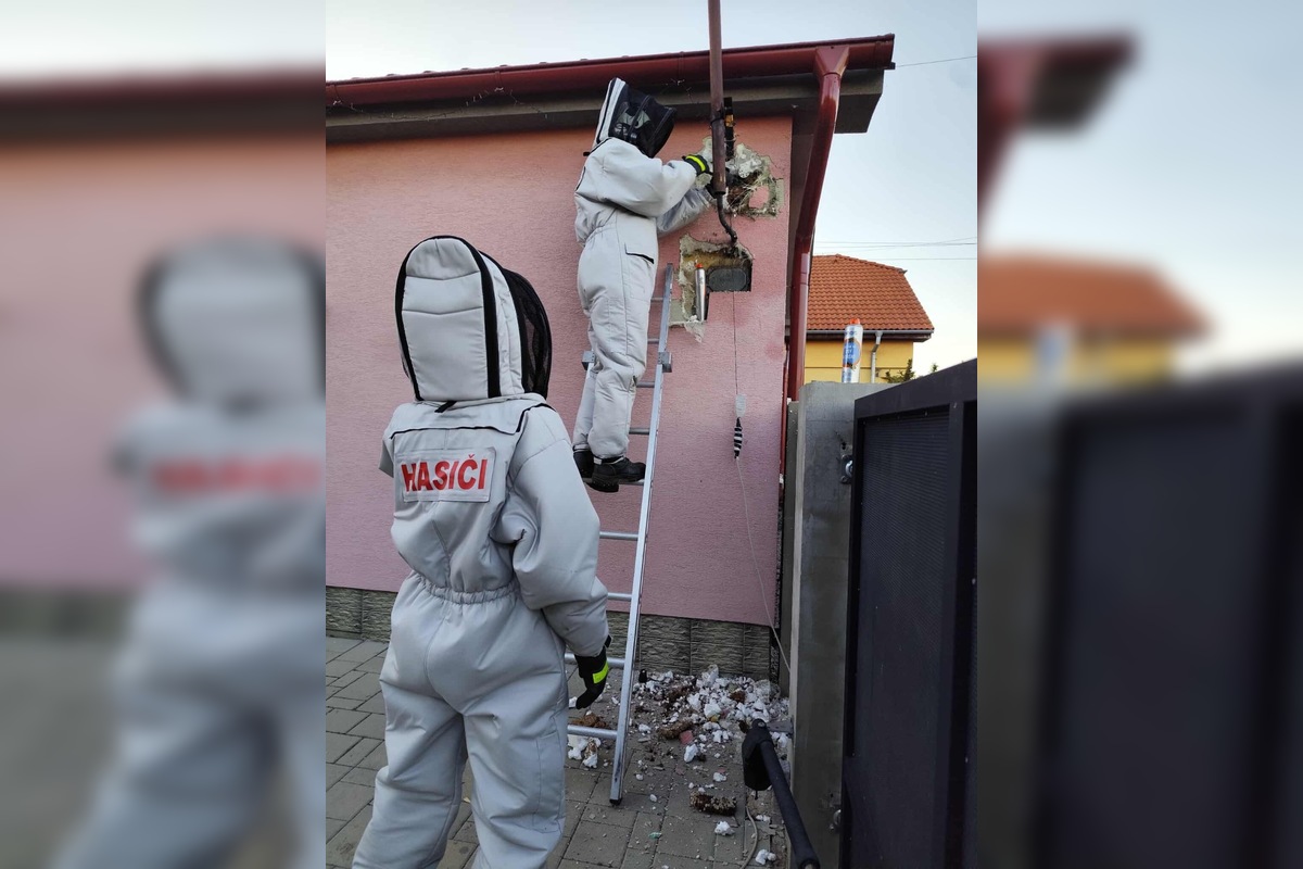 FOTO: Hájske varuje pred sršňami, hniezda sa ukrývali pod strechou aj fasádou, foto 3