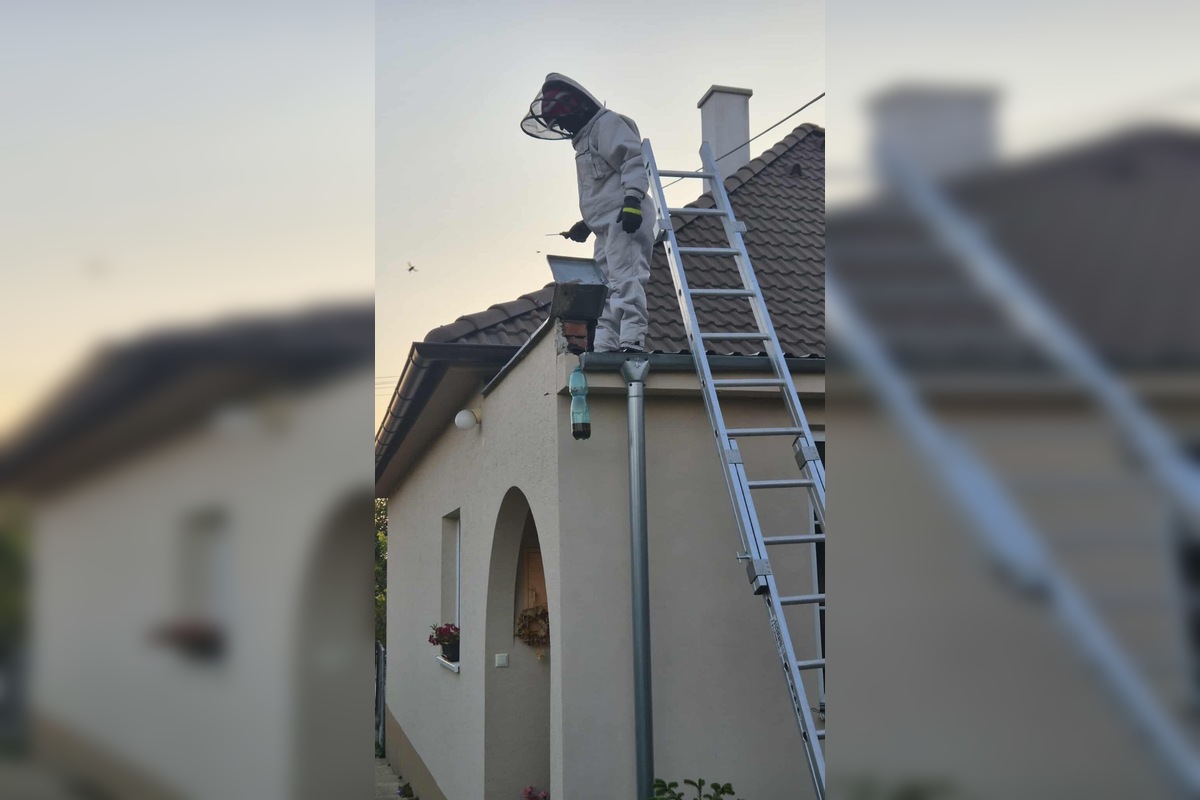 FOTO: Hájske varuje pred sršňami, hniezda sa ukrývali pod strechou aj fasádou, foto 4