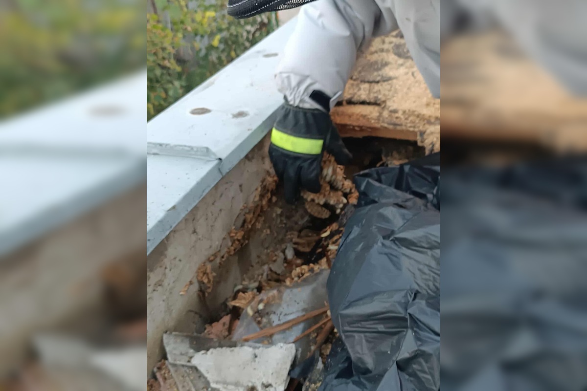 FOTO: Hájske varuje pred sršňami, hniezda sa ukrývali pod strechou aj fasádou, foto 5