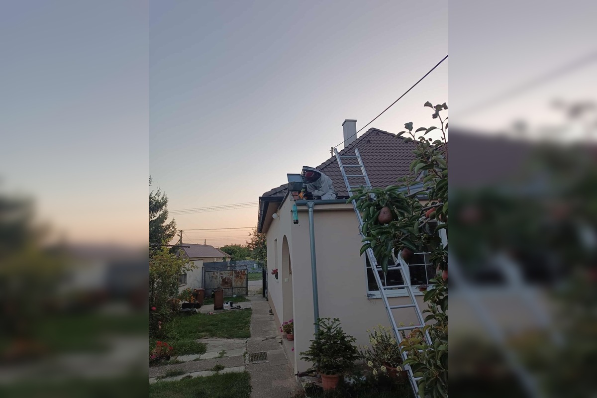FOTO: Hájske varuje pred sršňami, hniezda sa ukrývali pod strechou aj fasádou, foto 6