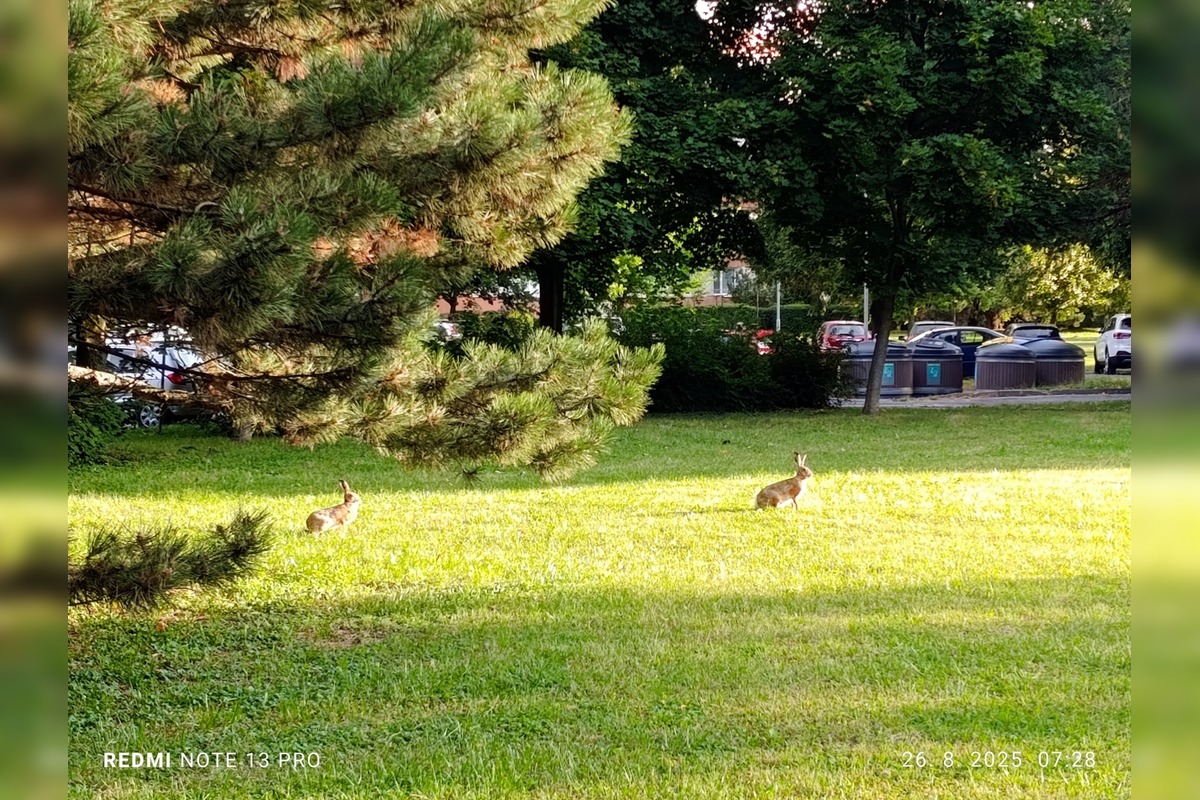 FOTO: Medzi panelákmi na Chrenovej si niekto postavil stan, vystrašil tým miestne zajace, foto 2