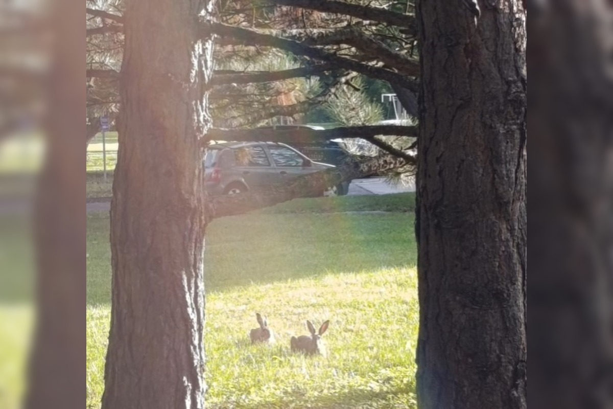 FOTO: Medzi panelákmi na Chrenovej si niekto postavil stan, vystrašil tým miestne zajace, foto 4