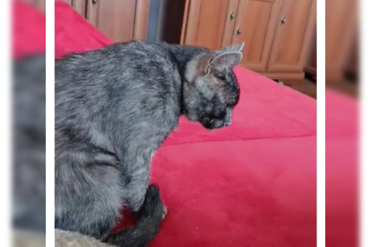 FOTO: Nevideli ste strateného kocúra Murka z Topoľčian? Nezvestný je už vyše týždňa, foto 1