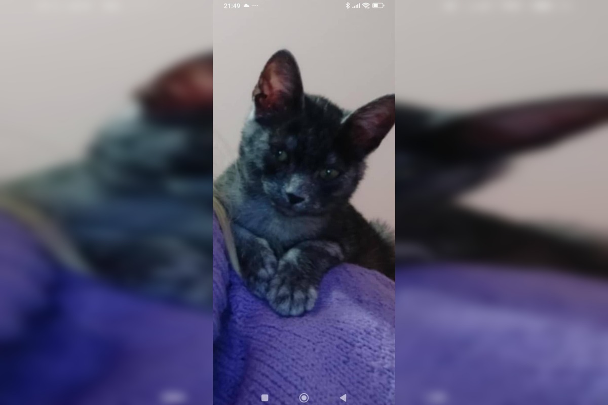 FOTO: Nevideli ste strateného kocúra Murka z Topoľčian? Nezvestný je už vyše týždňa, foto 2