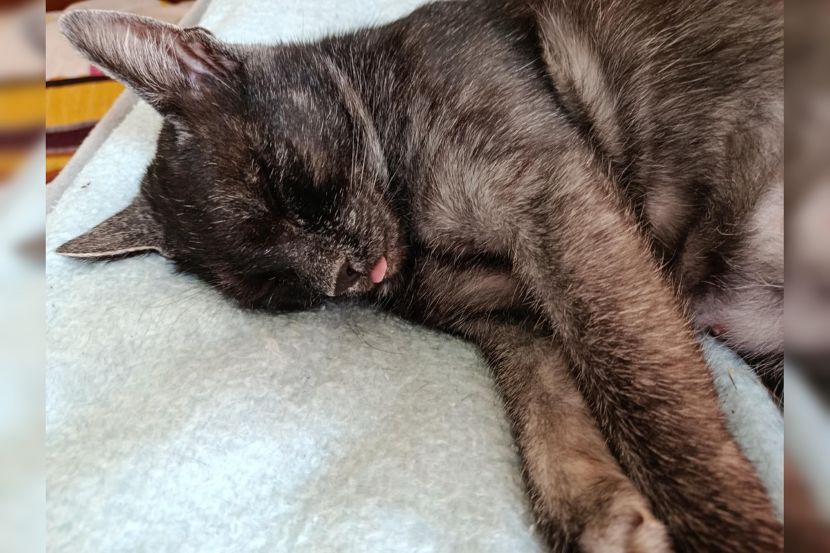 FOTO: Nevideli ste strateného kocúra Murka z Topoľčian? Nezvestný je už vyše týždňa, foto 3