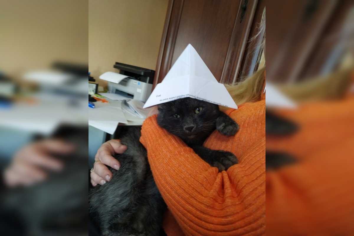 FOTO: Nevideli ste strateného kocúra Murka z Topoľčian? Nezvestný je už vyše týždňa, foto 4