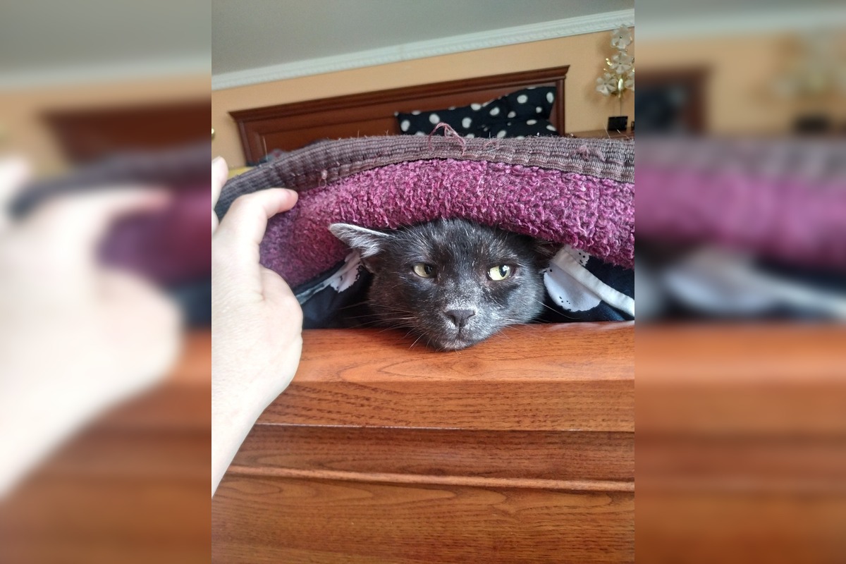 FOTO: Nevideli ste strateného kocúra Murka z Topoľčian? Nezvestný je už vyše týždňa, foto 5