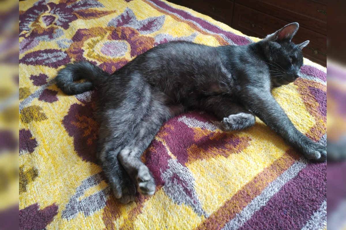 FOTO: Nevideli ste strateného kocúra Murka z Topoľčian? Nezvestný je už vyše týždňa, foto 6