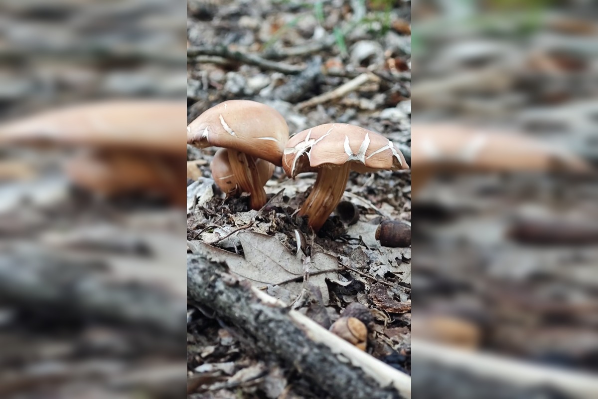 FOTO: Prvé jesenné úlovky hubárov z Nitrianskeho kraja, foto 2