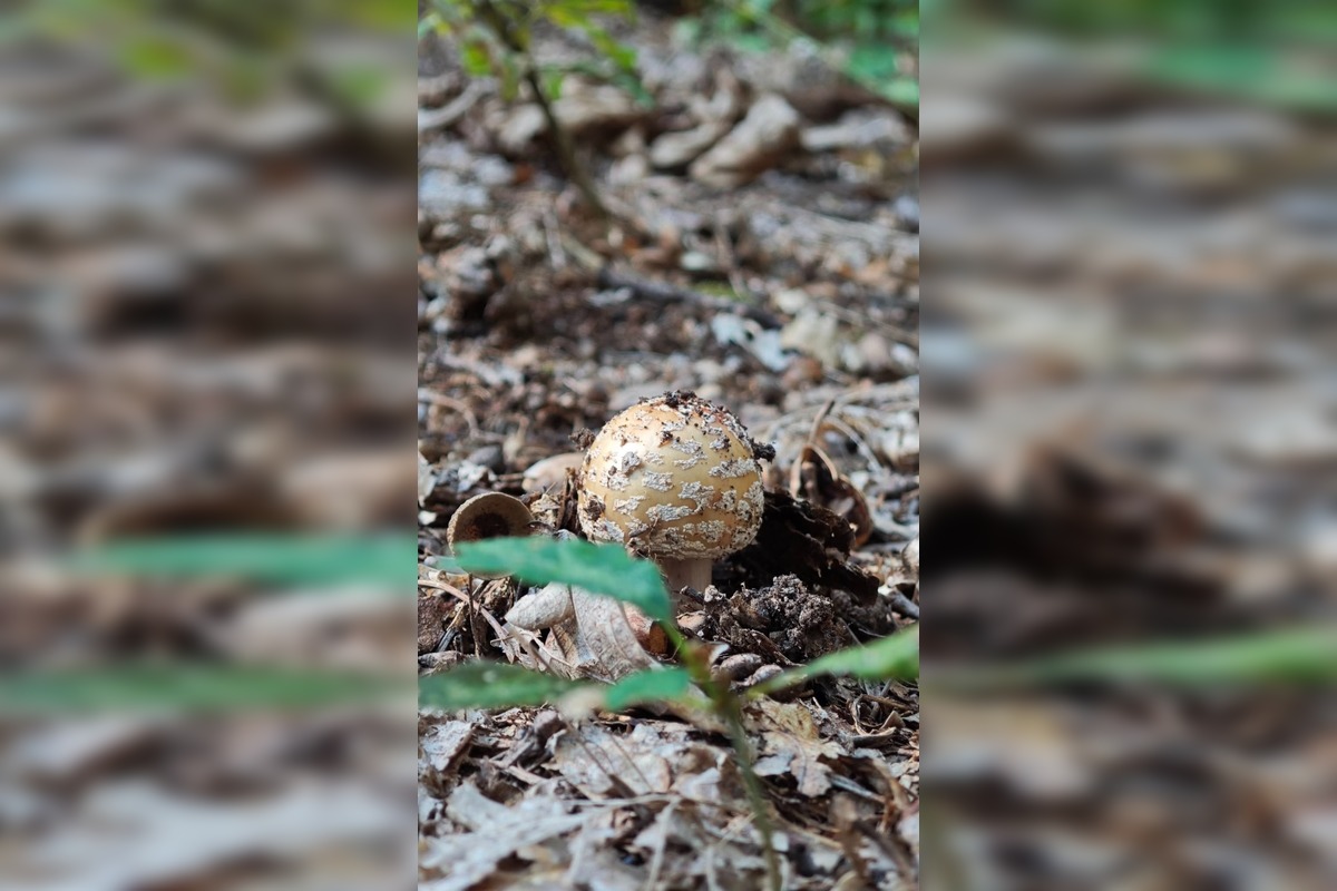 FOTO: Prvé jesenné úlovky hubárov z Nitrianskeho kraja, foto 3