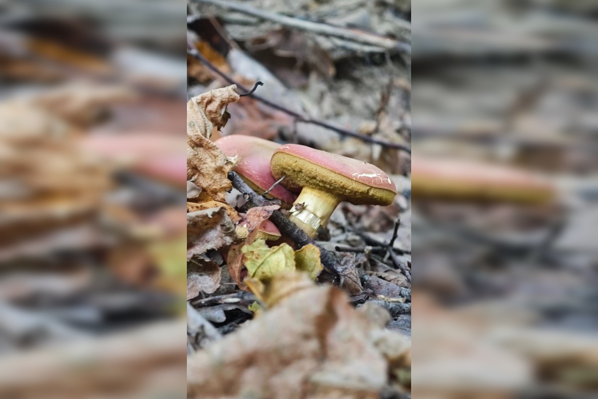 FOTO: Prvé jesenné úlovky hubárov z Nitrianskeho kraja, foto 4